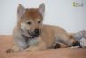 0916-chiot-chien-loup-tchecoslovaque-akairo-39-jours.jpg