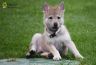 0955-chiot-chien-loup-tchecoslovaque-akairo-40-jours.jpg