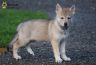 1052-chiot-chien-loup-tchecoslovaque-akairo-44-jours.jpg