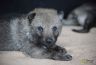 0343-chiot-chien-loup-tchecoslovaque-21-jours-akairo.jpg