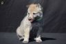 0494-chiot-chien-loup-tchecoslovaque-28-jours-akairo.jpg