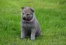 0517-chiot-chien-loup-tchecoslovaque-29-jours-akairo.jpg