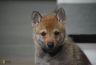 0559-chiot-chien-loup-tchecoslovaque-31-jours-akairo.jpg