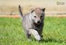 0590-chiot-chien-loup-tchecoslovaque-33-jours-akairo.jpg