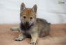 0683-chiot-chien-loup-tchecoslovaque-37-jours-akairo.jpg