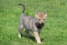 0777-chiot-chien-loup-tchecoslovaque-41-jours-akairo.jpg