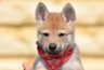 0796-chiot-chien-loup-tchecoslovaque-42-jours-akairo.jpg