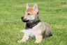 0887-chiot-chien-loup-tchecoslovaque-47-jours-akairo.jpg