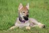 0931-chiot-chien-loup-tchecoslovaque-49-jours-akairo.jpg