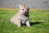 0909-chiot-chien-loup-tchecoslovaque-akairo-30-jours.jpg