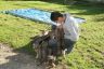 Chiot chien-loup tchécoslovaque 34 jours