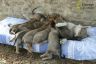 Chiot chien-loup tchécoslovaque 39 jours 