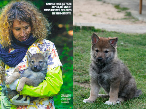 Pourquoi le chien est-il domestique et le loup sauvage ?