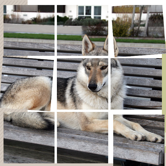 Chien Loup Tchecoslovaque Elevage Des Loups Dakairo